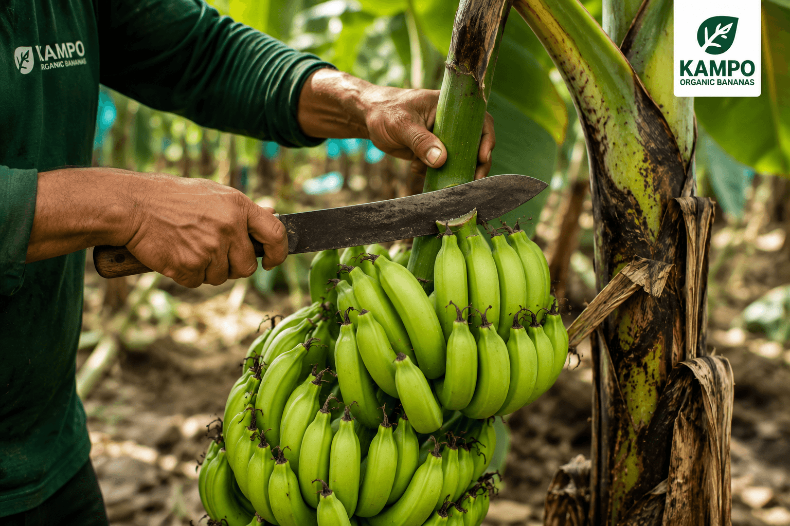 Banana harvest