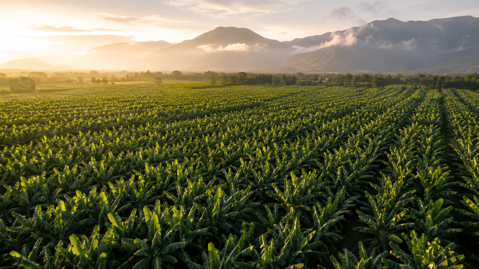 KAMPO Banana Plantation
